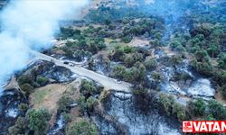 Cezayir'de orman yangınları yeniden başladı