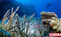 Bodrum'da deniz çayırları su altı kamerasınca görüntülendi