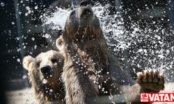 Antalya'da aslan parkı sakinleri için "eyyam-ı bahur" önlemleri alındı