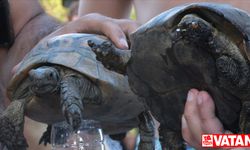 Bodrum'da makilik yangınında kurtarılan kaplumbağalar tedaviye alındı
