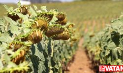 Trakya'da ayçiçeğinde verim ve kalite düştü