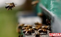 Belçika'da arıların saldırısına uğrayan çok sayıda kişi hastanelik oldu