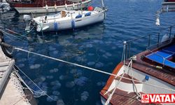İzmir Körfezi'nde deniz anası yoğunluğu yaşanıyor