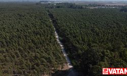 Bataklığı kurutmak için dikilen okaliptusların bulunduğu bölge endüstriyel ormana dönüştü