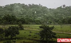 Güney Amerika'daki 8 ülkeden Amazon'daki ormansızlaştırmaya karşı mücadelede işbirliği