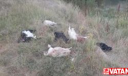 Hakkari'de sahipsiz köpeklerin saldırdığı sürüdeki 36 küçükbaş hayvan telef oldu