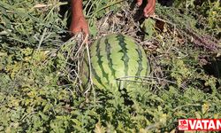 Sıcak havanın "Diyarbakır karpuzu"nu olumsuz etkilemesi bekleniyor