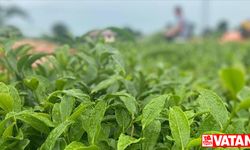 ÇAYKUR, temmuz yaş çay bedeli ve organik çay desteklemesini üreticilerin hesaplarına aktardı