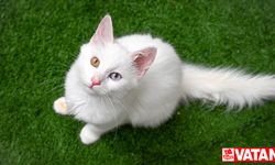 Van Kedi Villası'nda her sene 100 sevimli pati sahiplendiriliyor