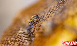 Tarımda bazı ilaçların kullanımının yasaklanması arı ölümlerini de azaltacak
