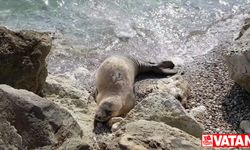 Akdeniz foklarının yaşam alanı olan deniz mağaraları koruma altına alınacak