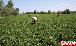 Bitlis'te atıl durumdaki 40 bin dekar alandan 16 bin 500 dekarı üretime kazandırıldı