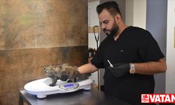Kerküklü veteriner kurduğu rehabilitasyon merkezinde sokak hayvanlarını tedavi ediyor