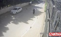 İstanbul'da köpeklerin iki kadına saldırısı kamerada