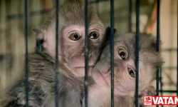 Teknoloji devleri hayvanlara eziyet videoları nedeniyle para cezasıyla karşı karşıya