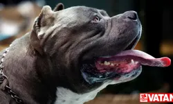 Amerikalı kabadayı XL köpekleri: Suella Braverman, cinsin yasaklanması konusunda 'acil tavsiye' istedi