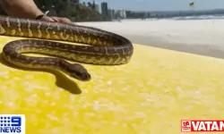 Avustralyalı adam evcil hayvanı yılanla sörf yapmaya götürdüğü için para cezasına çarptırıldı