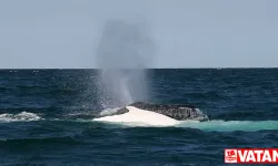 Avustralya'da balinanın tekneye çarpması sonucu bir kişi öldü