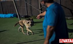 İspanya'da yüz binlercesi terk ediliyor ama sokakta sahipsiz köpek yok