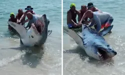 Florida sahilinde dev köpekbalığını kurtarma çalışanları