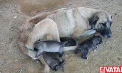 Mersin'de uçurumda mahsur kalan köpek ve 5 yavrusu kurtarıldı