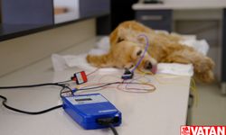 Sivas'ta işitme kaybı yaşayan köpek tedavi edildi
