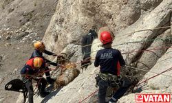 Van'da kayalıklarda mahsur kalan keçileri AFAD ekipleri kurtardı