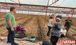 Antalya'nın Demre ilçesinde güz dönemi domatesleri ekildi
