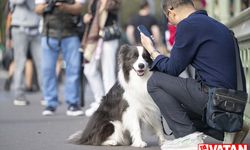 İngiltere'de 1 hafta içinde sahiplenilmeyen köpekler uyutuluyor
