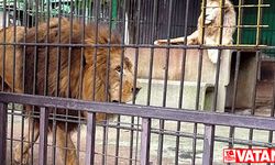 Japonya'daki safari parkta aslanın saldırdığı hayvan bakıcısı öldü