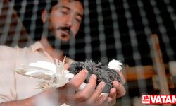Babasından görerek başlayan güvercin tutkusu Bursalı gence çiftlik kurdurdu