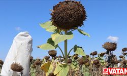 Edirne'de geliştirilen ayçiçeği çeşitleri hastalıklardan daha az etkilendi