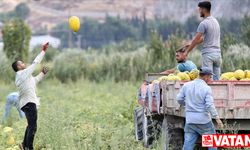 Kırkağaç kavunu "kış sofraları" için depolara kaldırılıyor