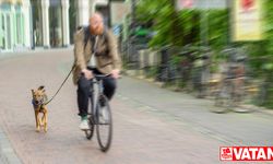 Hollanda'da bir belediye köpek dışkısıyla mücadele için DNA veri tabanı kuruyor
