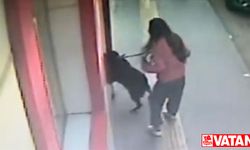 Bilecik'te sahipli köpeğin, 7 yaşındaki çocuğa saldırı anı güvenlik kamerasında