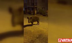 Şehre inen yaban domuzlarının beslenmemesi uyarısı