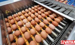 Migros desteğiyle Ordu yumurta üssünde yılda 35 milyon yumurta üretiliyor