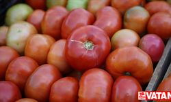 Bingöl'ün "guldar domatesi" coğrafi işaretle tescillendi