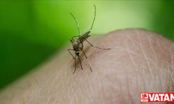 DSÖ: Nijerya'da sıtmadan ölüm oranı yüzde 55 azaldı