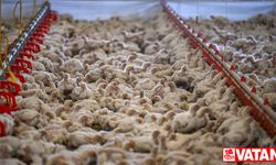 Tavuk eti üretimi temmuzda yıllık bazda yüzde 3,3 arttı