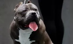 İngiltere ve Galler'de yasaklı köpekler listesine Amerikan Bully XL'ler ekleniyor