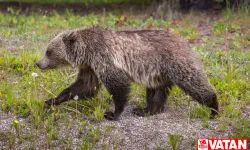 Kanada'nın Banff Ulusal Parkı'nda grizzli ayı saldırısı: 2 kişi hayatını kaybetti