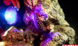 İzmir'in Karaburun ilçesi kıyılarında gece dalışlarına ilgi artıyor