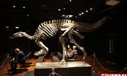 150 milyon yıllık dinozor iskeleti 930 bin avroya satıldı