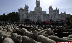 Madrid'de koyunlar şehre indi