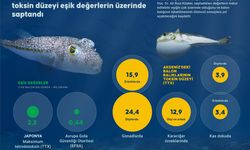 Akdeniz'deki balon balıklarının toksin düzeyi eşik değerlerin üzerinde saptandı