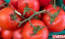 Türkiye'nin 9 aylık domates ihracatı 2022’yi geçti