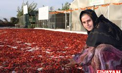 Şanlıurfa’nın tescilli lezzeti isotun hasadı yapıldı