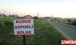 Ardahan'da kuduzla mücadele için havadan "aşılı yem" bırakıldı