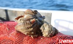 Karadeniz'den çıkarılan deniz salyangozları Avrupa ve Uzak Doğu'ya ihraç ediliyor